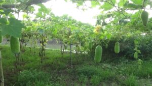 ছবিটি গতকাল জৈন্তাপুর উপজেলার বিড়াখাই-আগফোদ এলাকা থেকে তুলা হয়েছে।